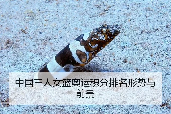 中国三人女篮奥运积分排名形势与前景